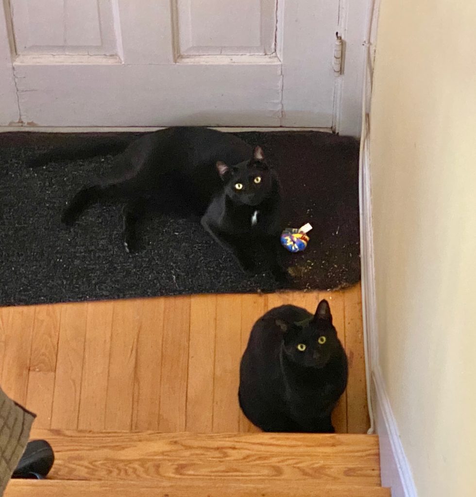 Felix and Oscar on their 3rd birthday